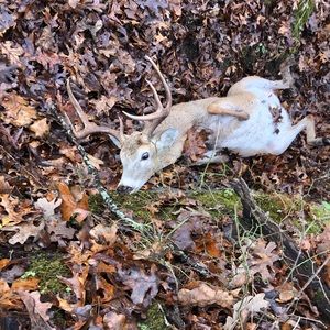 Meet your Posher, Austin